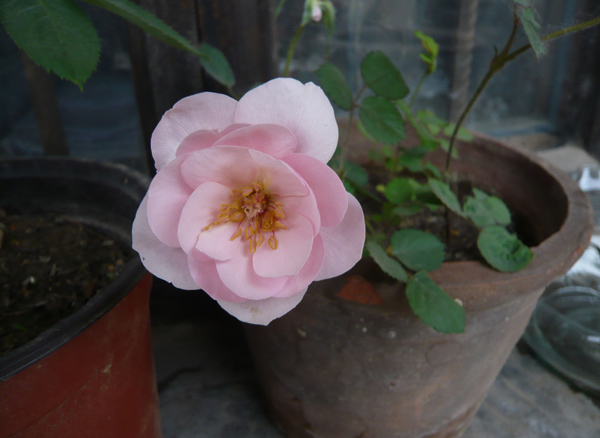 月季花种子怎么种？月季种植方法和时间