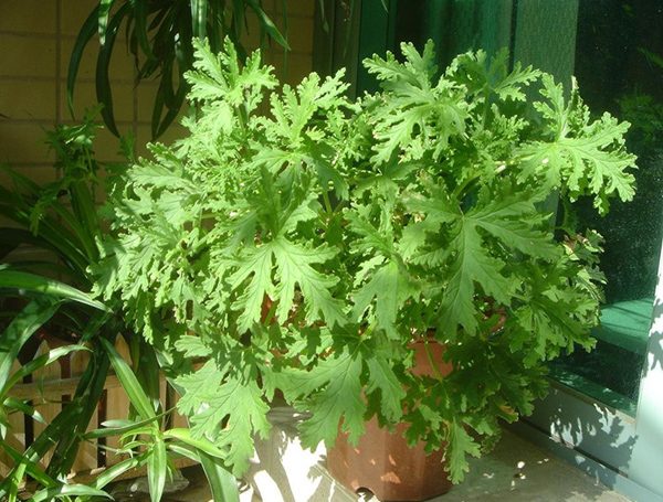 驱蚊草怎么养?驱蚊草的养殖方法与注意事项 驱蚊草怎么养?驱蚊草的养殖方法与注意事项