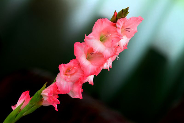 剑兰花语是什么？剑兰的花语和寓意