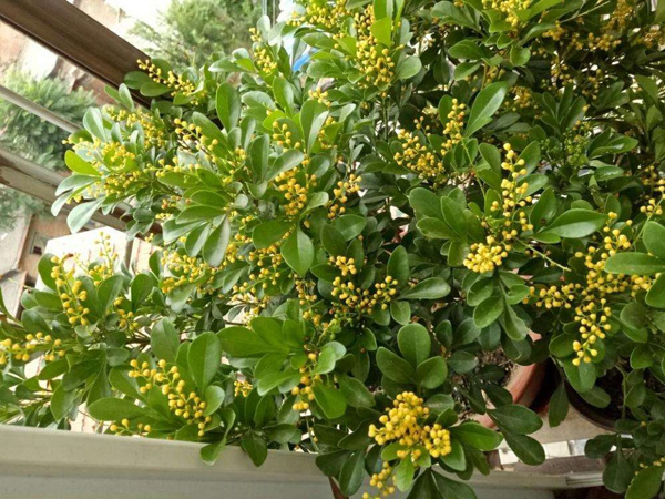 米兰花怎么养?米兰花的养殖方法和注意事项 米兰花怎么养?米兰花的养殖方法和注意事项