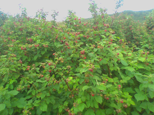 树莓怎么种植?家庭树莓种植方法 树莓怎么种植?家庭树莓种植方法