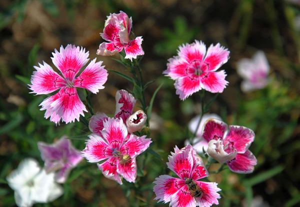 石竹花花语是什么?石竹花花期多长时间? 石竹花花语是什么?石竹花花期多长时间?