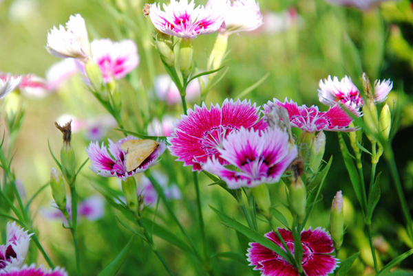 石竹花花语是什么?石竹花花期多长时间? 石竹花花语是什么?石竹花花期多长时间?