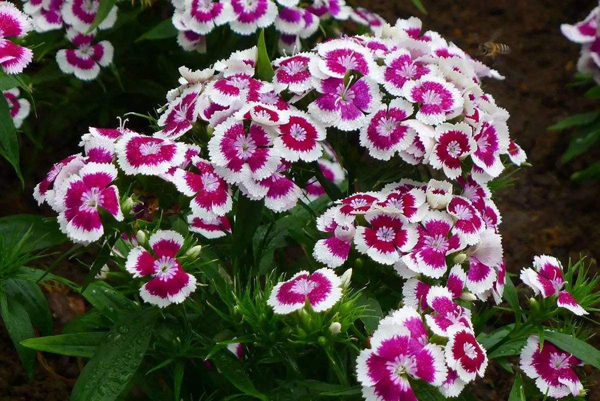 石竹花花语是什么?石竹花花期多长时间? 石竹花花语是什么?石竹花花期多长时间?