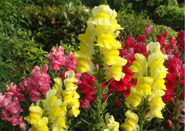 金鱼草花语是什么？金鱼草花语寓意