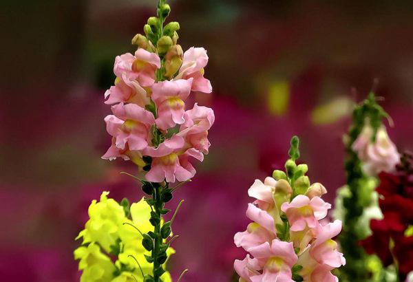 金鱼草花语是什么？金鱼草花语寓意