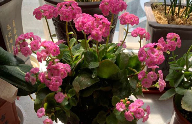 适合春季种植的花卉有哪些?花期长达300天的花卉品种 适合春季种植的花卉有哪些?花期长达300天的花卉品种