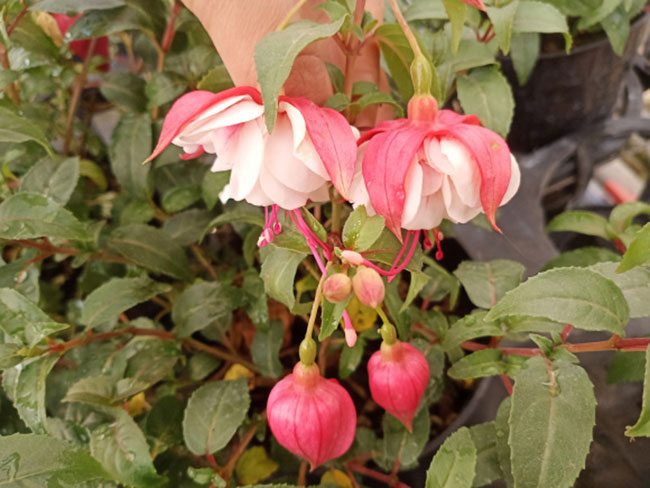 适合春季种植的花卉有哪些?花期长达300天的花卉品种 适合春季种植的花卉有哪些?花期长达300天的花卉品种
