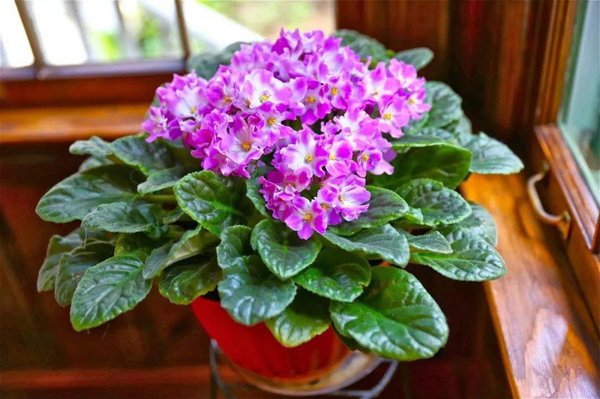 春天这4种花适合在家里养,花香好闻,还能杀菌 春天这4种花适合在家里养,花香好闻,还能杀菌