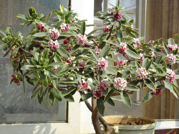 春天这4种花适合在家里养,花香好闻,还能杀菌 春天这4种花适合在家里养,花香好闻,还能杀菌