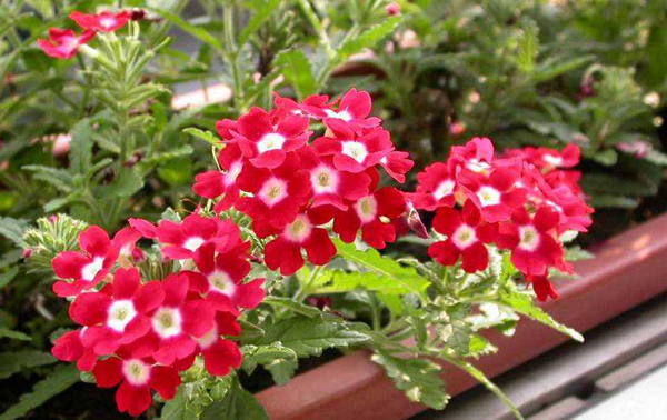 春天这4种花适合在家里养,花香好闻,还能杀菌 春天这4种花适合在家里养,花香好闻,还能杀菌