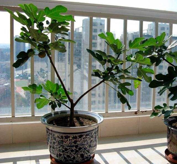 无花果盆栽 无花果盆栽