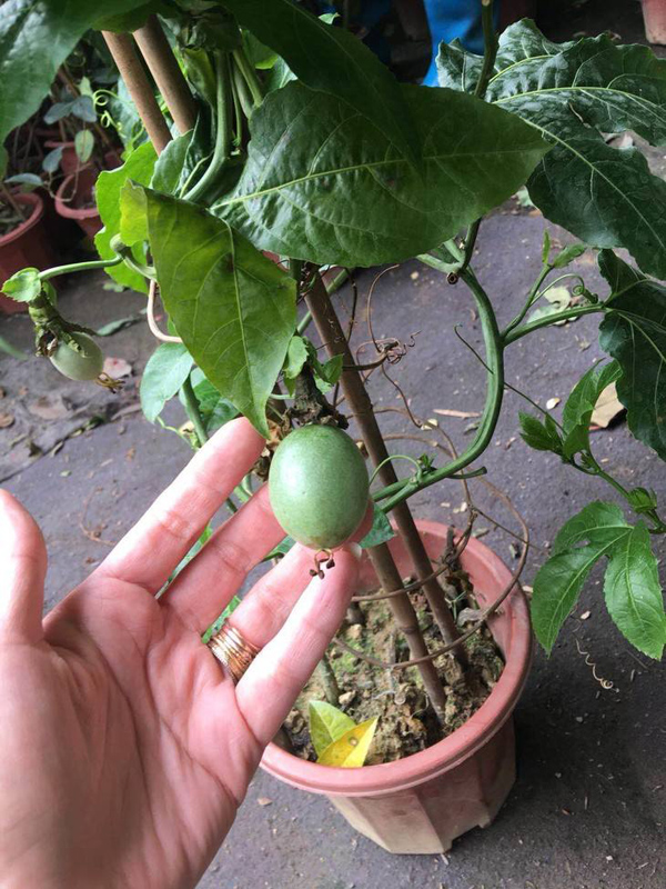 盆栽百香果 盆栽百香果