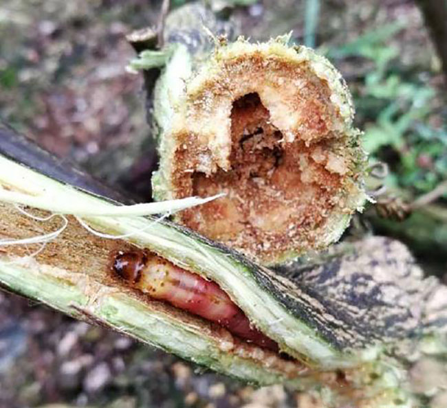 红叶石楠怎么修剪?红叶石楠球什么时间修剪好?