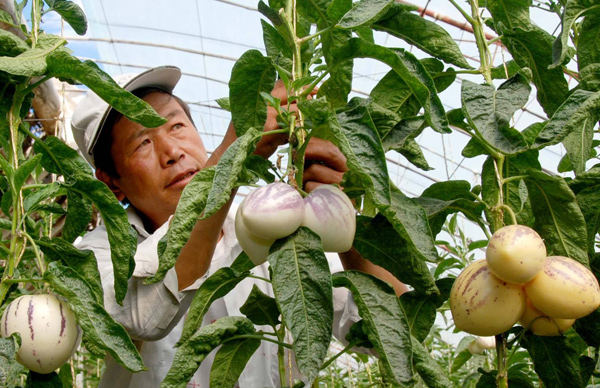 人参果树苗北方能种吗?人参果树苗怎么种植? 人参果树苗北方能种吗?人参果树苗怎么种植?