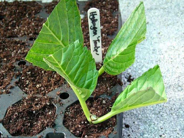 5种花适合3月扦插,一根枝条插下就能活 5种花适合3月扦插,一根枝条插下就能活