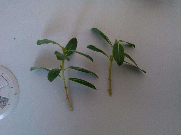 5种花适合3月扦插,一根枝条插下就能活 5种花适合3月扦插,一根枝条插下就能活