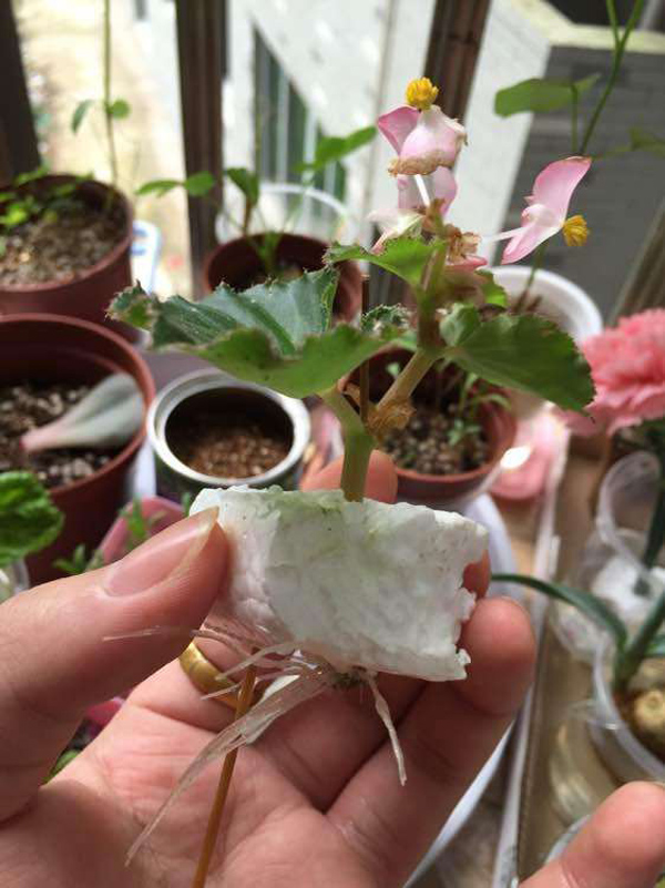 5种花适合3月扦插,一根枝条插下就能活 5种花适合3月扦插,一根枝条插下就能活