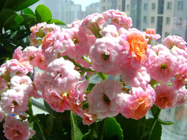 早春长寿花养护方法 早春长寿花养护方法