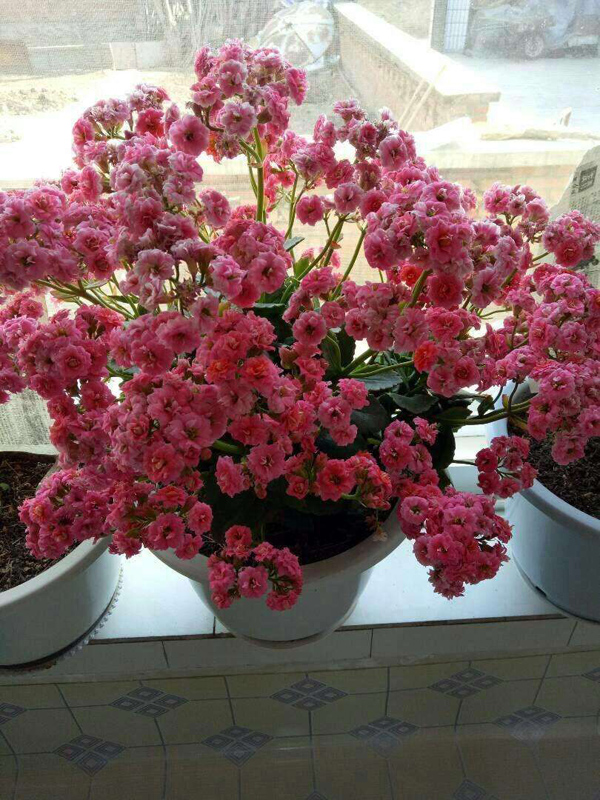 早春长寿花养护方法 早春长寿花养护方法