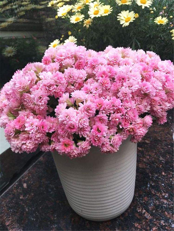 早春长寿花养护方法 早春长寿花养护方法