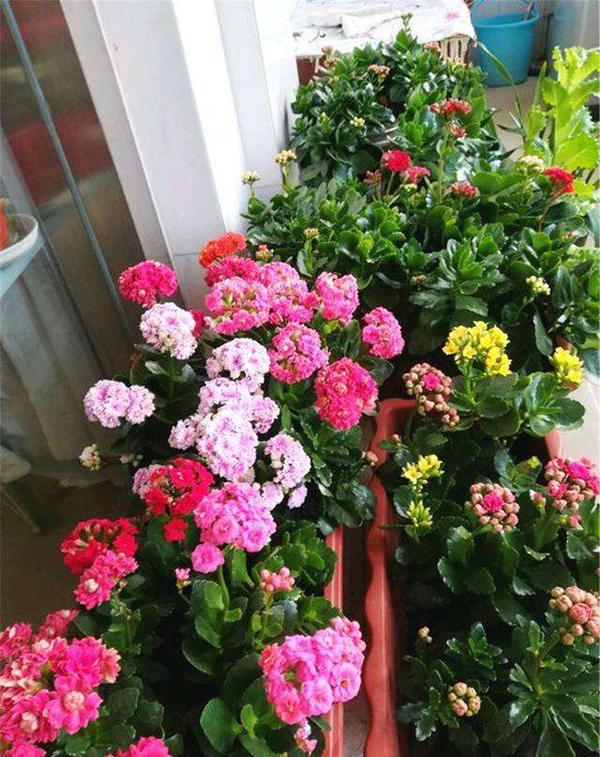 早春长寿花养护方法 早春长寿花养护方法