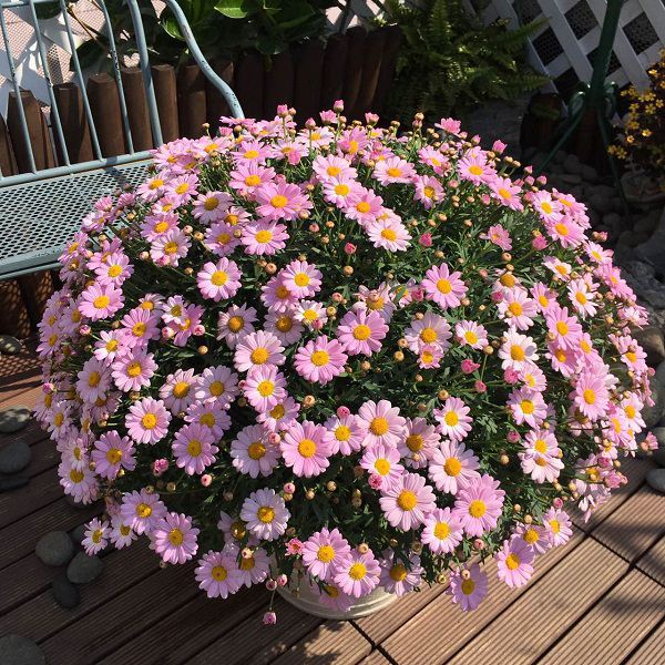 适合3月份种植的6种开花植物
