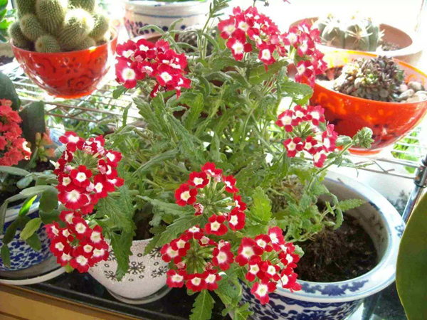 早春播种就选这5种花 早春播种就选这5种花