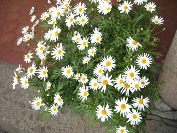 早春播种就选这5种花 早春播种就选这5种花