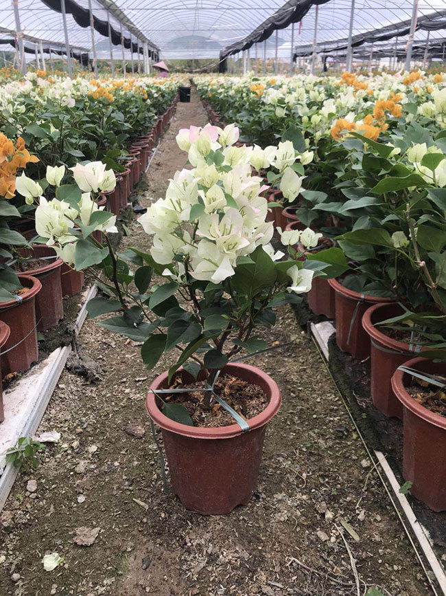 怎样栽培三角梅?三角梅种植方法和注意事项 怎样栽培三角梅?三角梅种植方法和注意事项