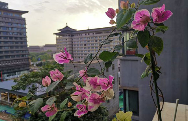 三角梅什么时候换盆好?三角梅换盆时间和方法 三角梅什么时候换盆好?三角梅换盆时间和方法