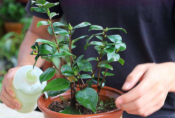 早春养茶花要注意这3个小细节 早春养茶花要注意这3个小细节