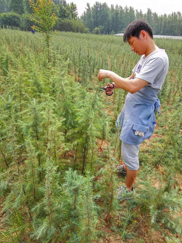 雪松小苗如何种植?雪松树苗种植管理技术 雪松小苗如何种植?雪松树苗种植管理技术