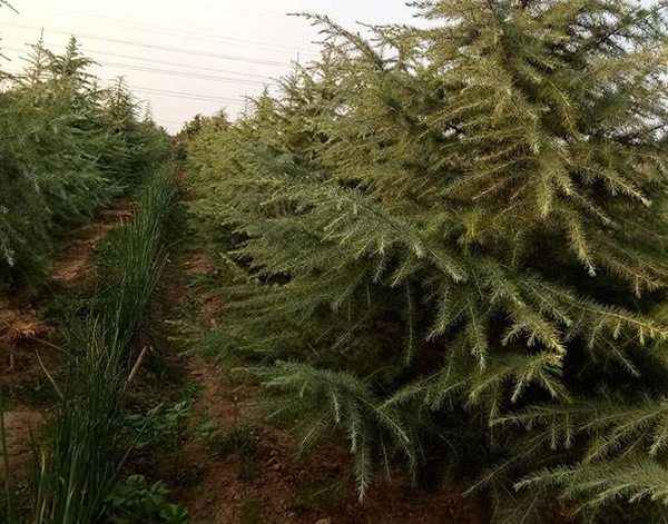 雪松小苗如何种植?雪松树苗种植管理技术 雪松小苗如何种植?雪松树苗种植管理技术