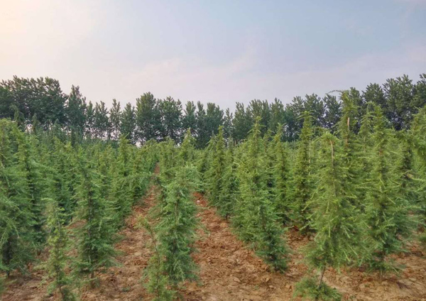 雪松每亩种植多少株？现在种植雪松前景如何