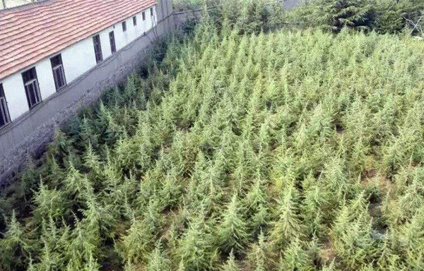 雪松每亩种植多少株？现在种植雪松前景如何