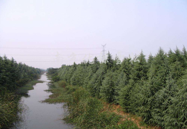 雪松每亩种植多少株？现在种植雪松前景如何