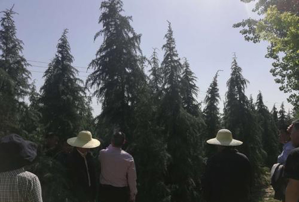 雪松什么时候种植最好?雪松苗种植最佳时间 雪松什么时候种植最好?雪松苗种植最佳时间