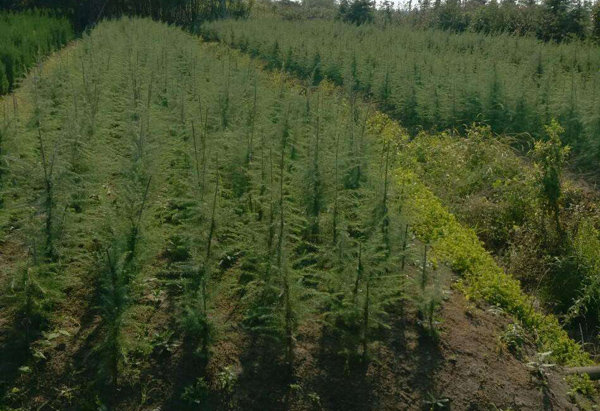 怎样培育雪松小苗?雪松小苗的栽培与管理技术 怎样培育雪松小苗?雪松小苗的栽培与管理技术