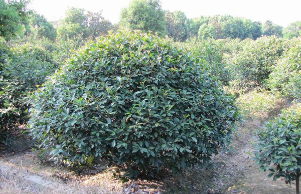 红叶石楠怎么养？红叶石楠小苗种植技术