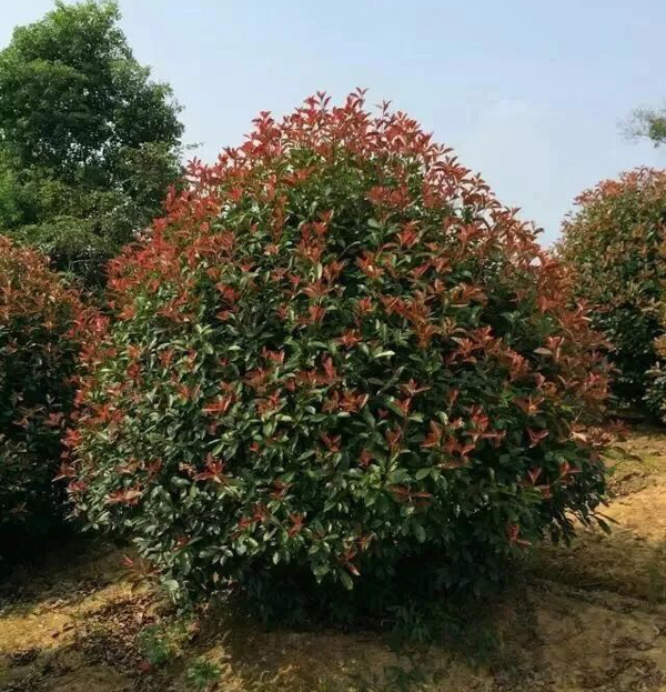 红叶石楠怎么养？红叶石楠小苗种植技术