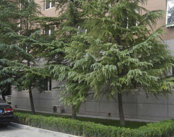 红叶石楠怎么养？红叶石楠小苗种植技术