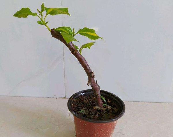 春天做好4件事,你的三角梅立马就抽新叶冒花苞 春天做好4件事,你的三角梅立马就抽新叶冒花苞