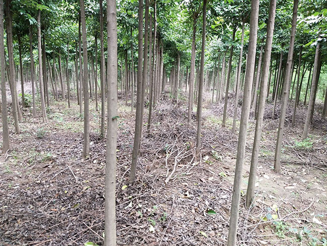 最实用的新植苗木养护注意事项 最实用的新植苗木养护注意事项