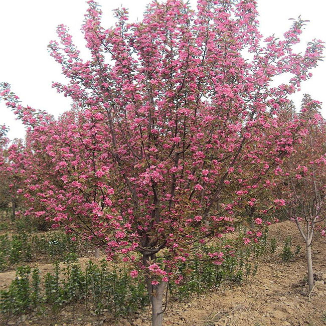 北美海棠苗几年开花?北美海棠一年季开花吗? 北美海棠苗几年开花?北美海棠一年季开花吗?