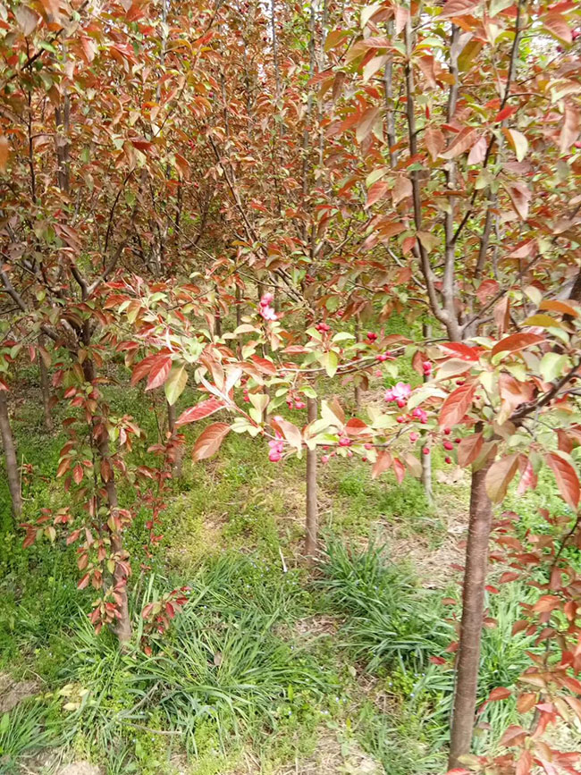北美海棠苗几年开花?北美海棠一年季开花吗? 北美海棠苗几年开花?北美海棠一年季开花吗?