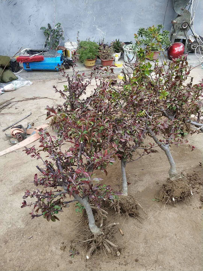 北美海棠怎么种植?北美海棠的养殖方法有哪些? 北美海棠怎么种植?北美海棠的养殖方法有哪些?