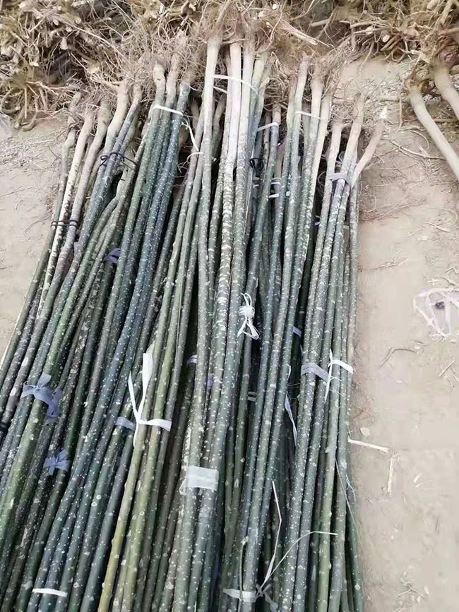 北美海棠怎么养殖?北美海棠的养殖方法