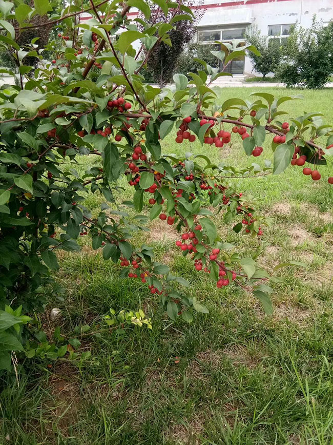 北美海棠几月份开花?种植北美海棠可以扦插吗?
