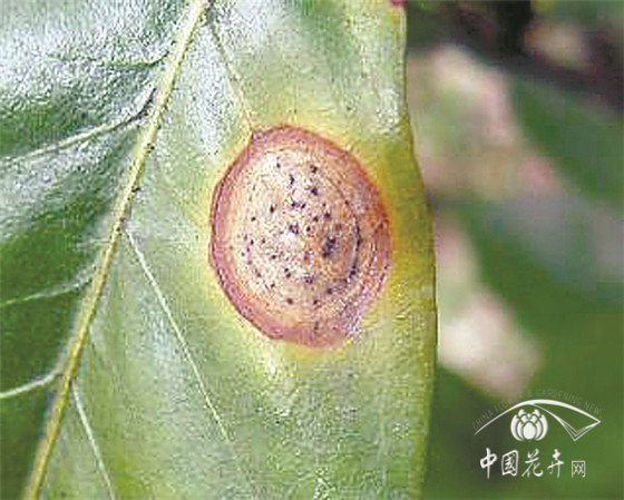 园林花卉病害防控六大策略 园林花卉病害防控六大策略